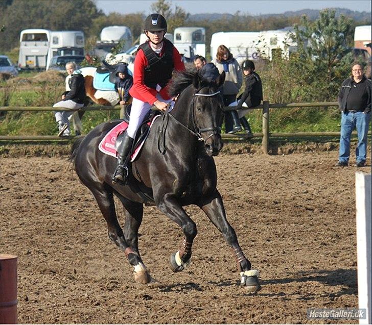 Hannoveraner Enrico - „Tag altid kampen til dig, for inden sejr, vil der altid være kamp.“
 billede 6