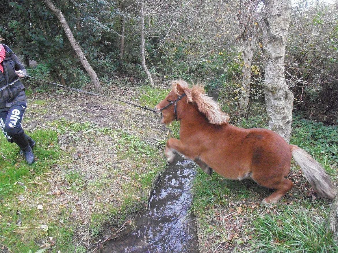 Shetlænder Max billede 2