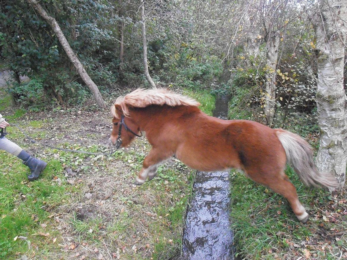 Shetlænder Max billede 4