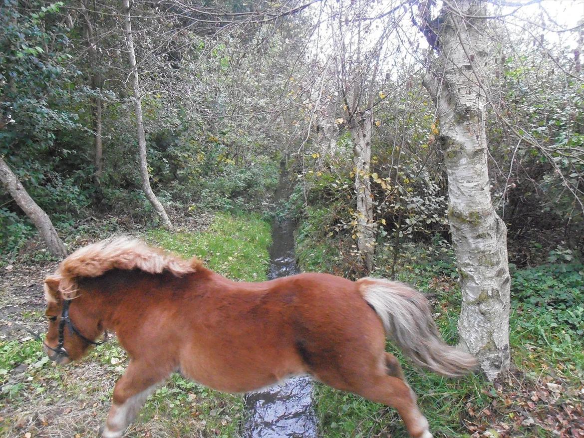 Shetlænder Max billede 7