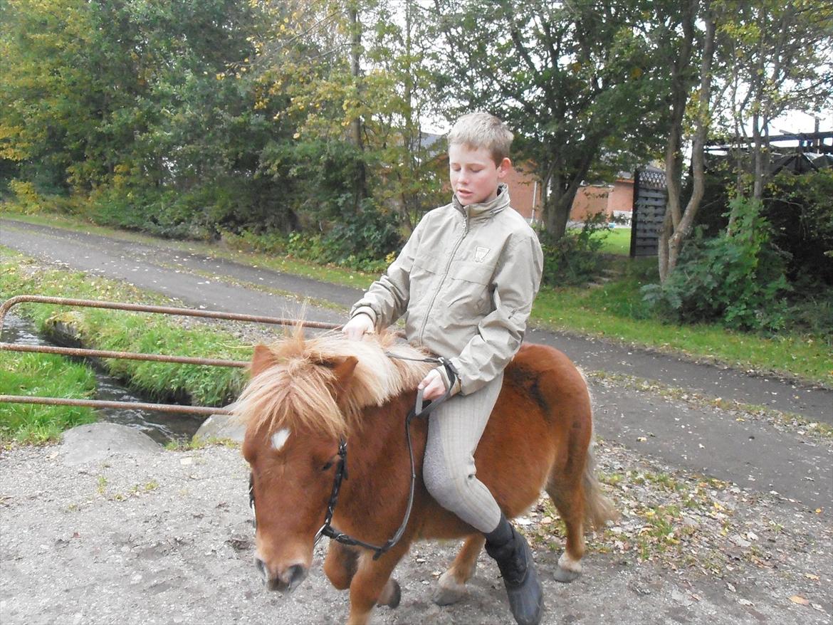 Shetlænder Max billede 15