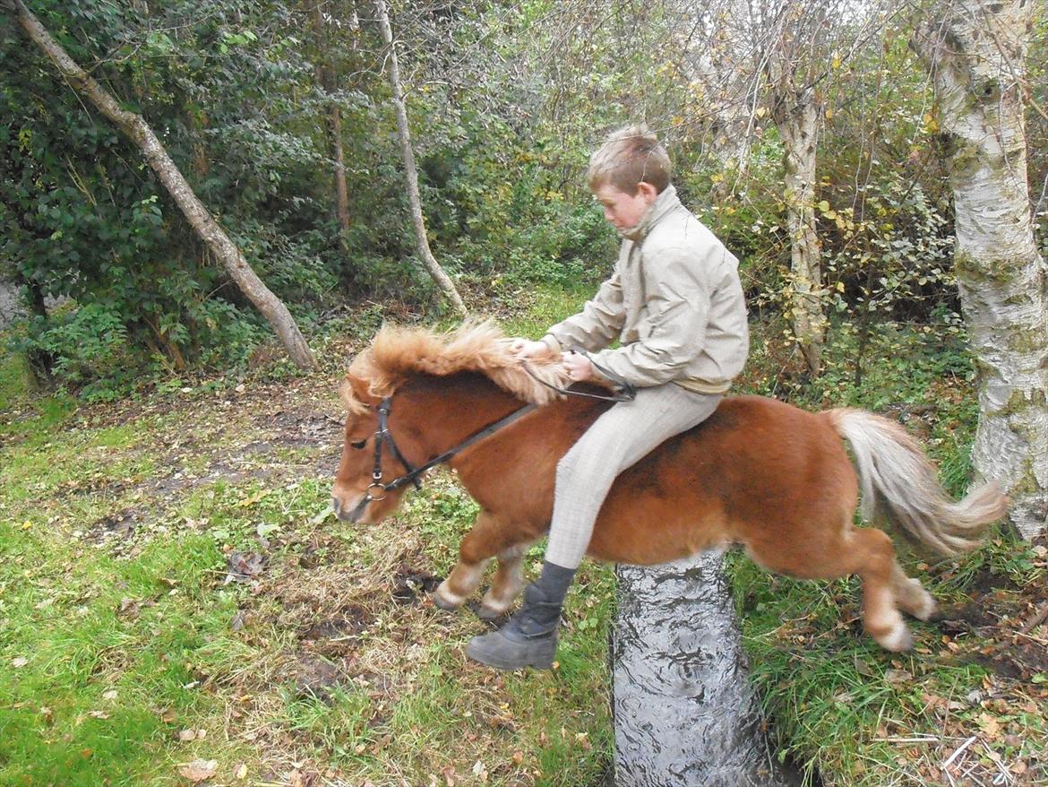 Shetlænder Max billede 10