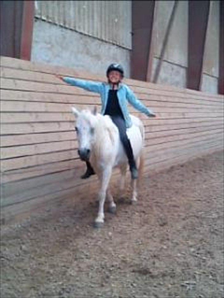 Welsh Mountain (sec A) Crowns Happy Moon - Haha :-) billede 16