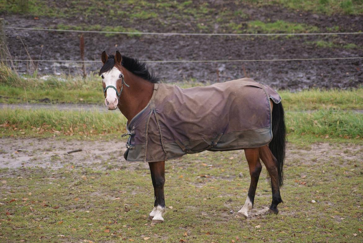 Anden særlig race Monique billede 1