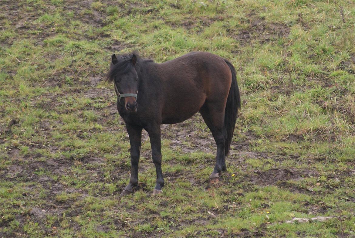 DSP Ågård's Bambino - oktober 2011 billede 1