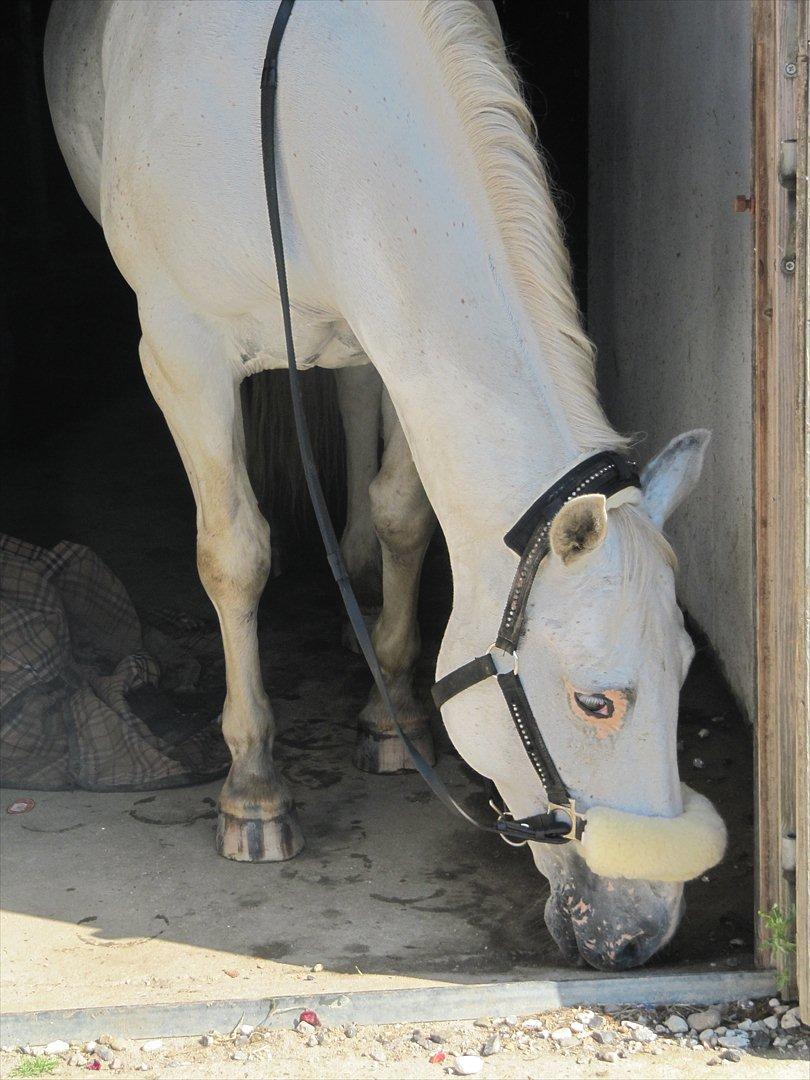 Anden særlig race Osanna  - Jeg elsker dig smukke. billede 20