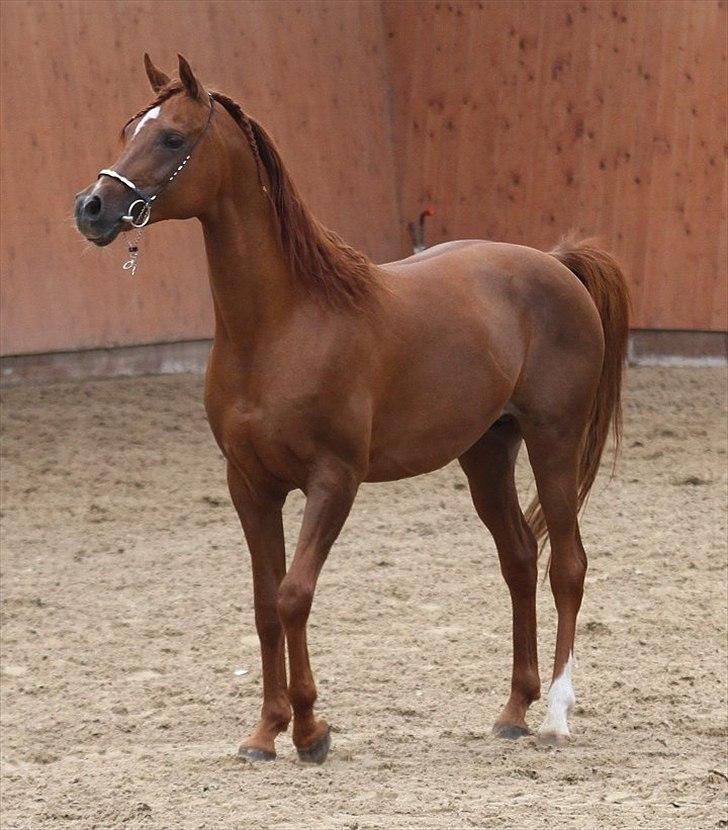 Arabisk fuldblod (OX) D. Shan´n Jan Memory *SOLGT* billede 7
