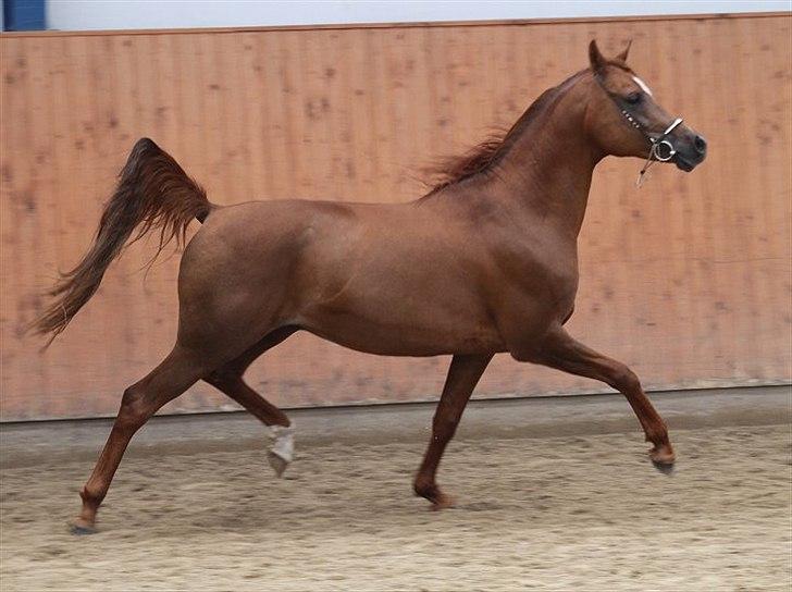 Arabisk fuldblod (OX) D. Shan´n Jan Memory *SOLGT* billede 8