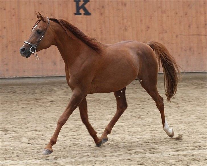 Arabisk fuldblod (OX) D. Shan´n Jan Memory *SOLGT* billede 9