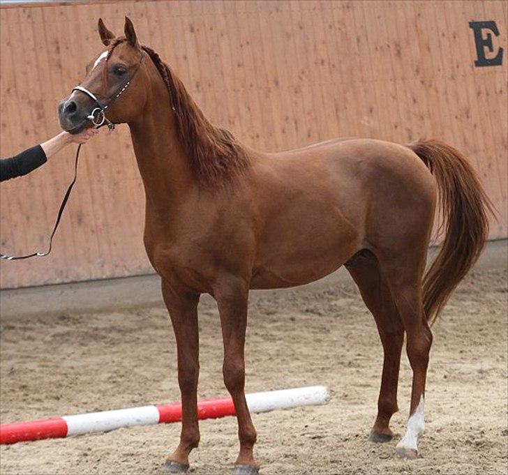 Arabisk fuldblod (OX) D. Shan´n Jan Memory *SOLGT* billede 10