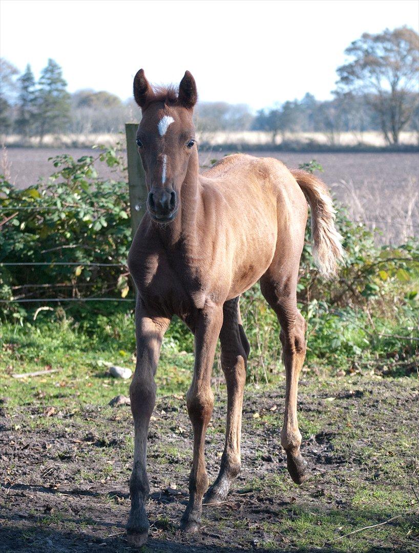 Anden særlig race Enghavegårds Shan billede 9