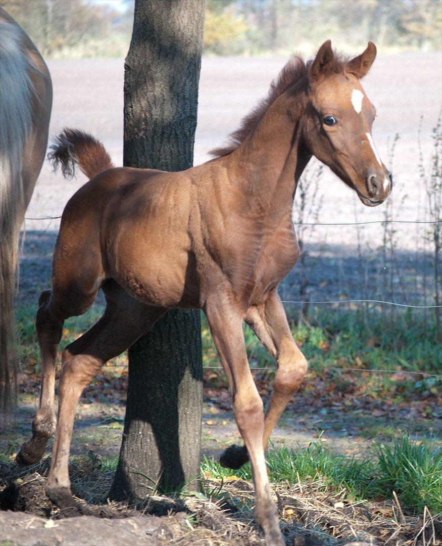 Anden særlig race Enghavegårds Shan billede 10