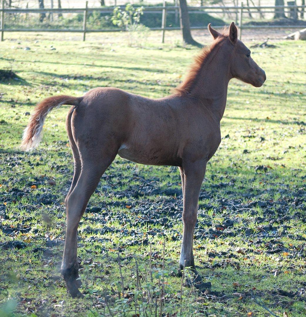 Anden særlig race Enghavegårds Shan billede 11