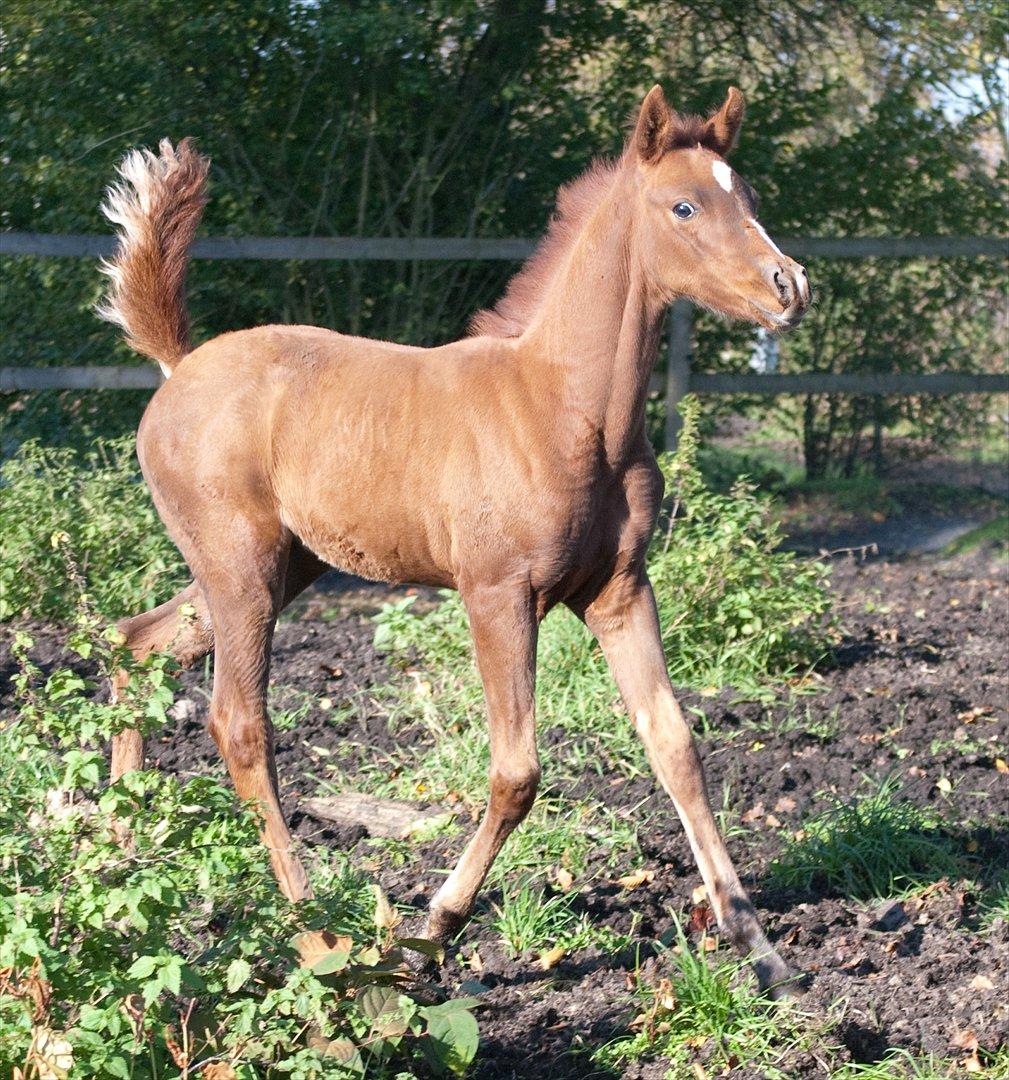 Anden særlig race Enghavegårds Shan billede 12