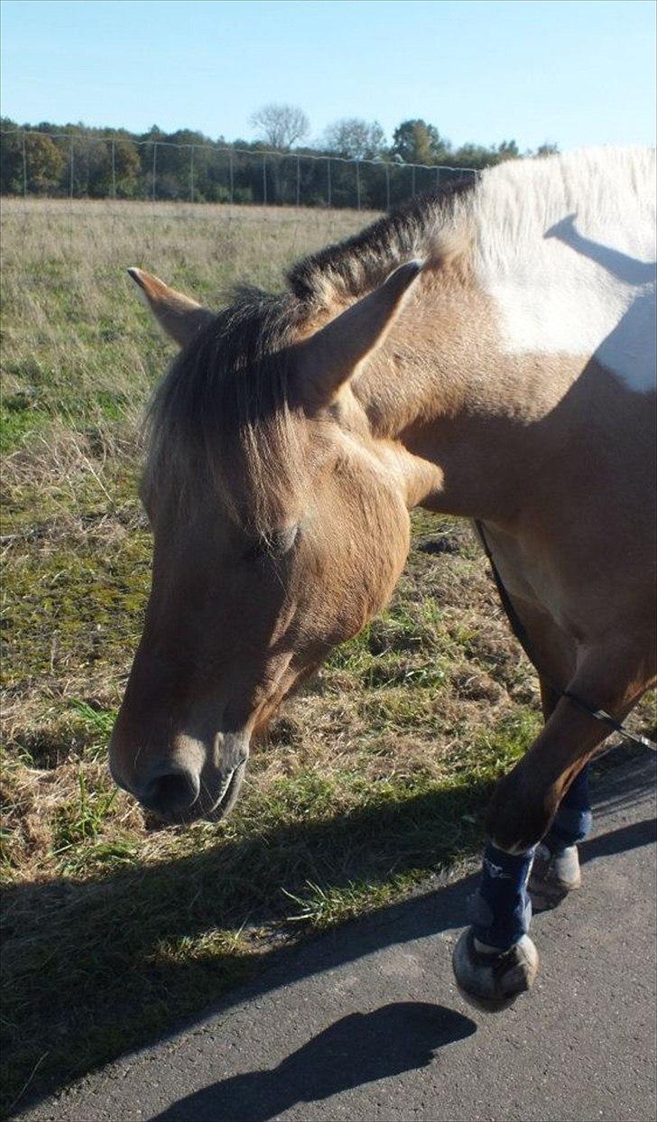 Anden særlig race Skarndalens Upsi *R.I.P* - efter endt undervisning, så får hun altid hovedetøjet af når vi går hjem fra ridebanen billede 12