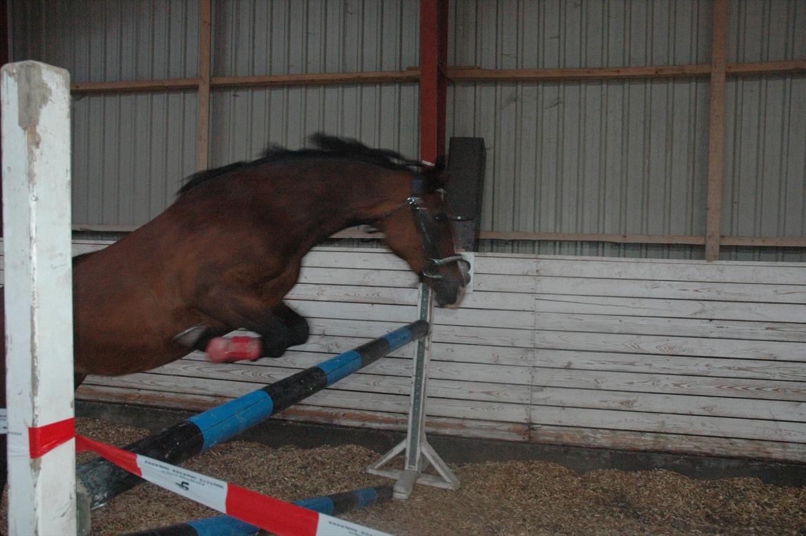 Anden særlig race Maddie "solgt" - WOW rolig pony du springer da lige godt i den løsspringning!:D og det er også 1. gang billede 8