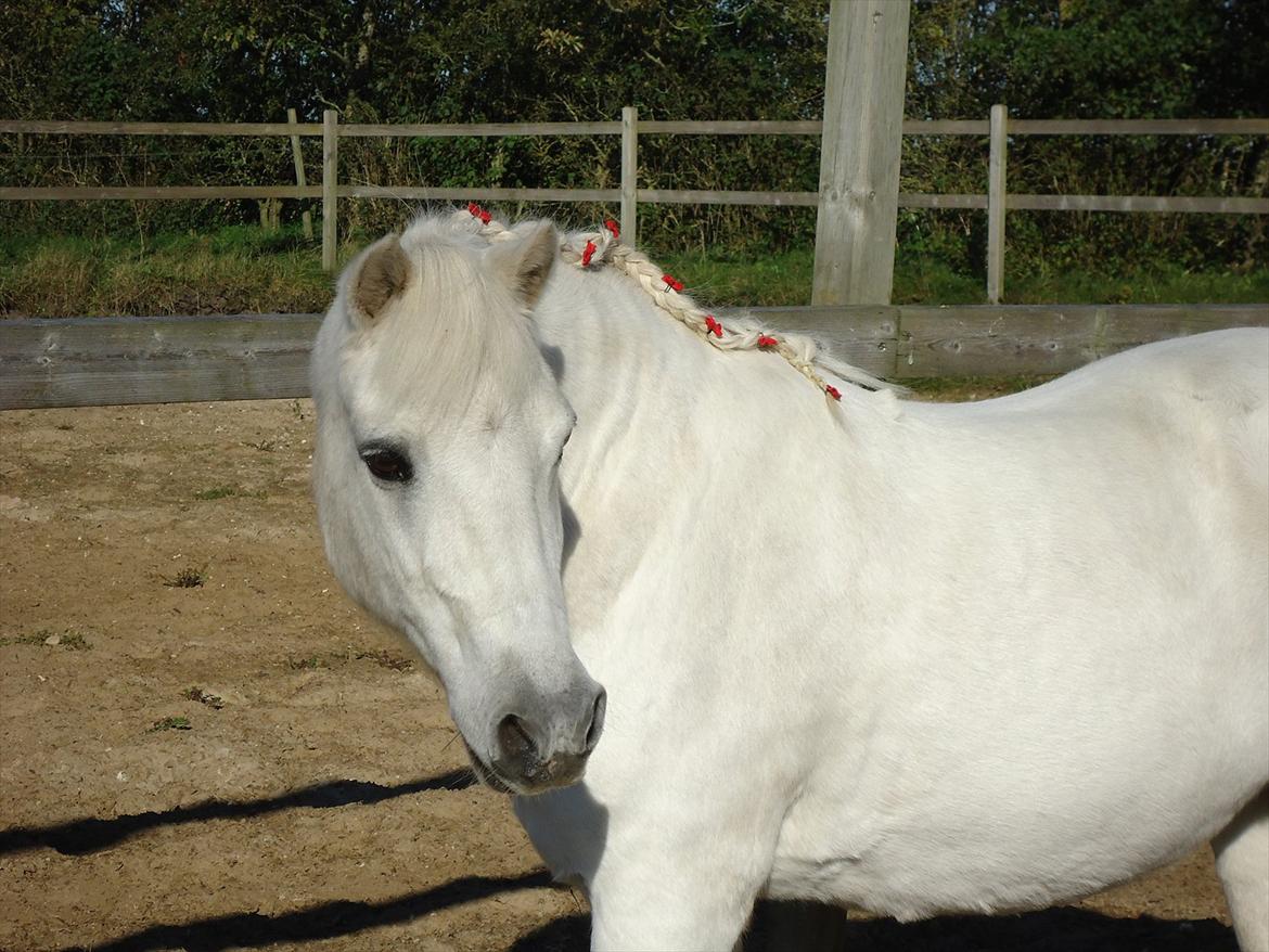 Anden særlig race Sissi <3 Solgt Altid elsket og savnet <3 - Velkommen til Sissi`s profil 
Elsker dig sissi<3 
Foto mor med mit kemara :D
 billede 1