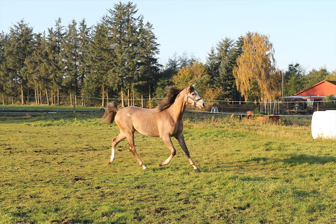 Arabisk fuldblod (OX) "Ala" - Ibn El Ghalahad - oktober 2011 billede 3