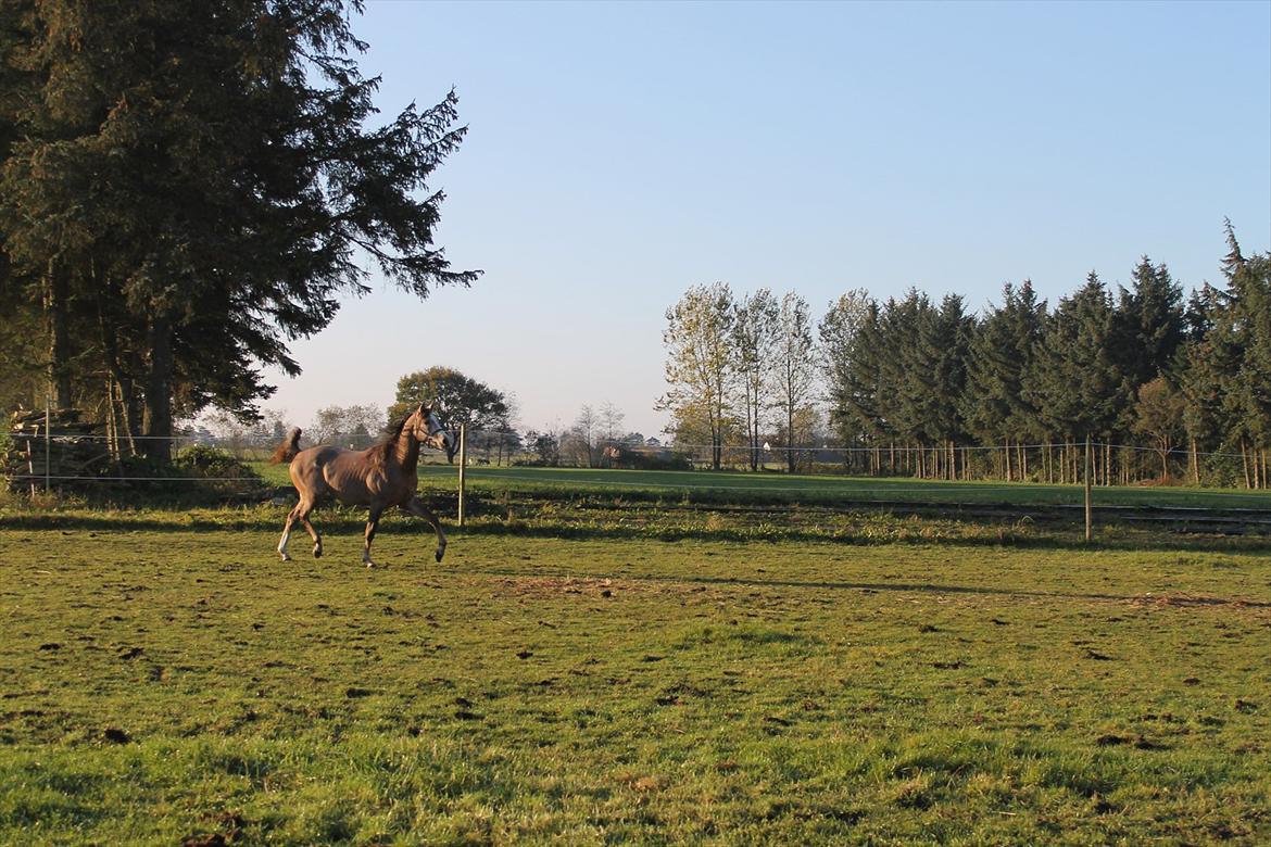 Arabisk fuldblod (OX) "Ala" - Ibn El Ghalahad - oktober 2011 billede 5