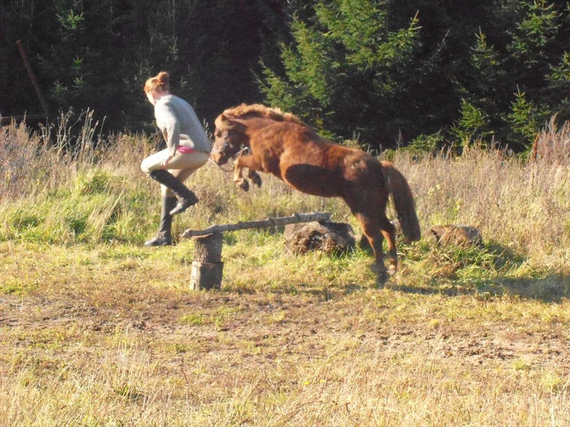 Shetlænder Tony - Spring -det er noget vi kan li!(-: billede 2