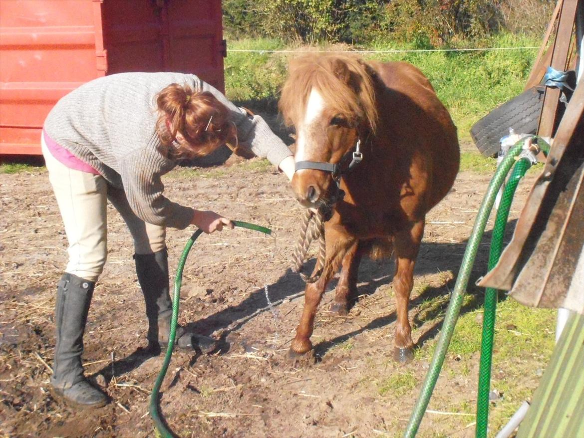 Shetlænder Tony - en tur med vandslangen. billede 4