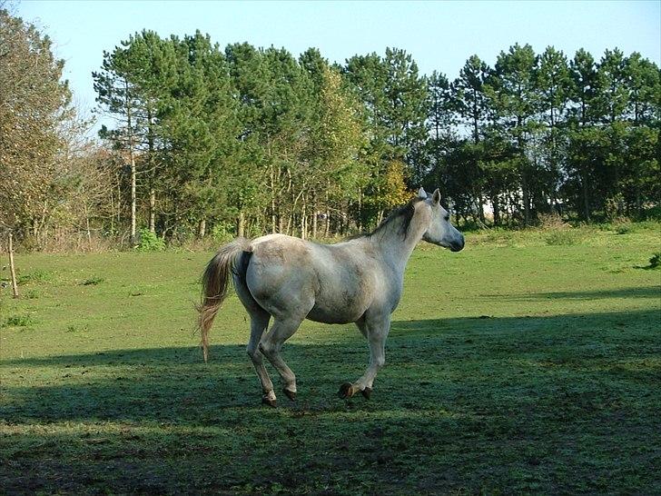 Arabisk fuldblod (OX) CA Fancy - Okt 2011 billede 9