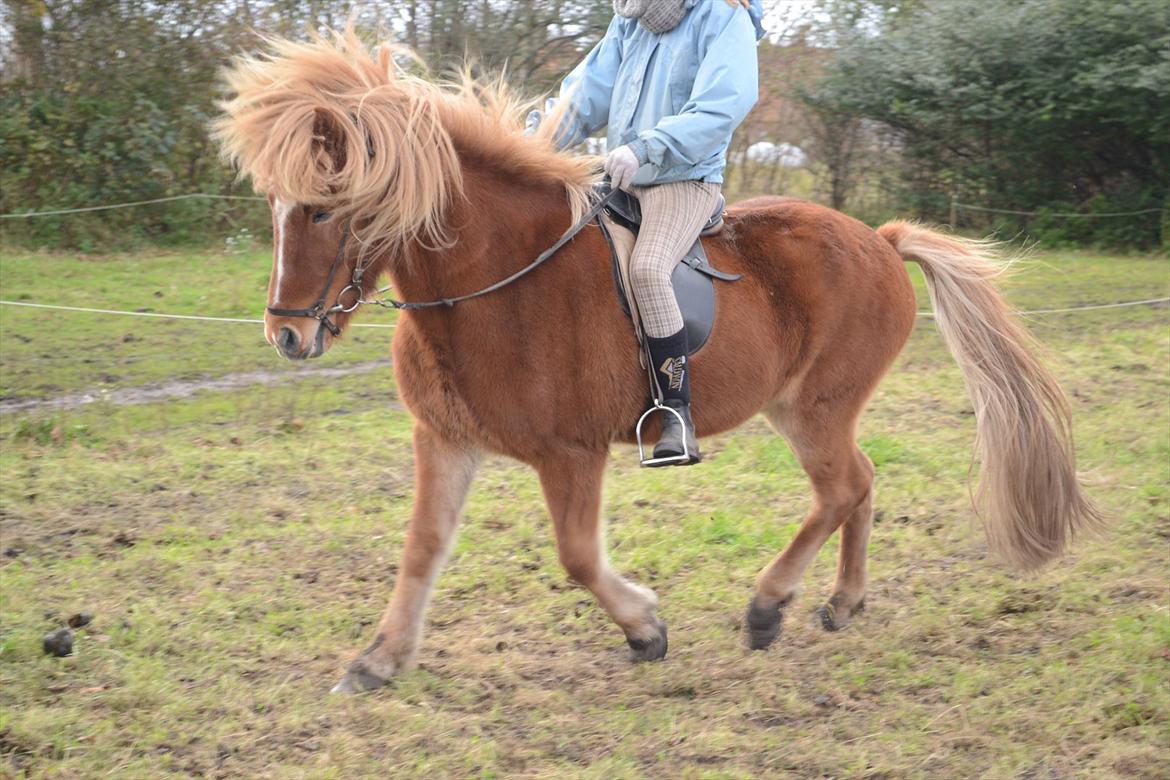 Islænder Faxi  - Faxi og Fie på banen<3 Foto: miig billede 3