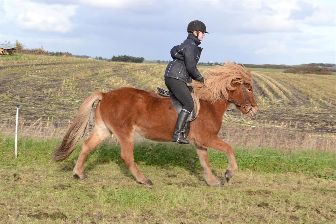 Islænder Faxi  - Mig og Faxi i galop - Efterår 2011<3 Foto: fie<3 billede 8