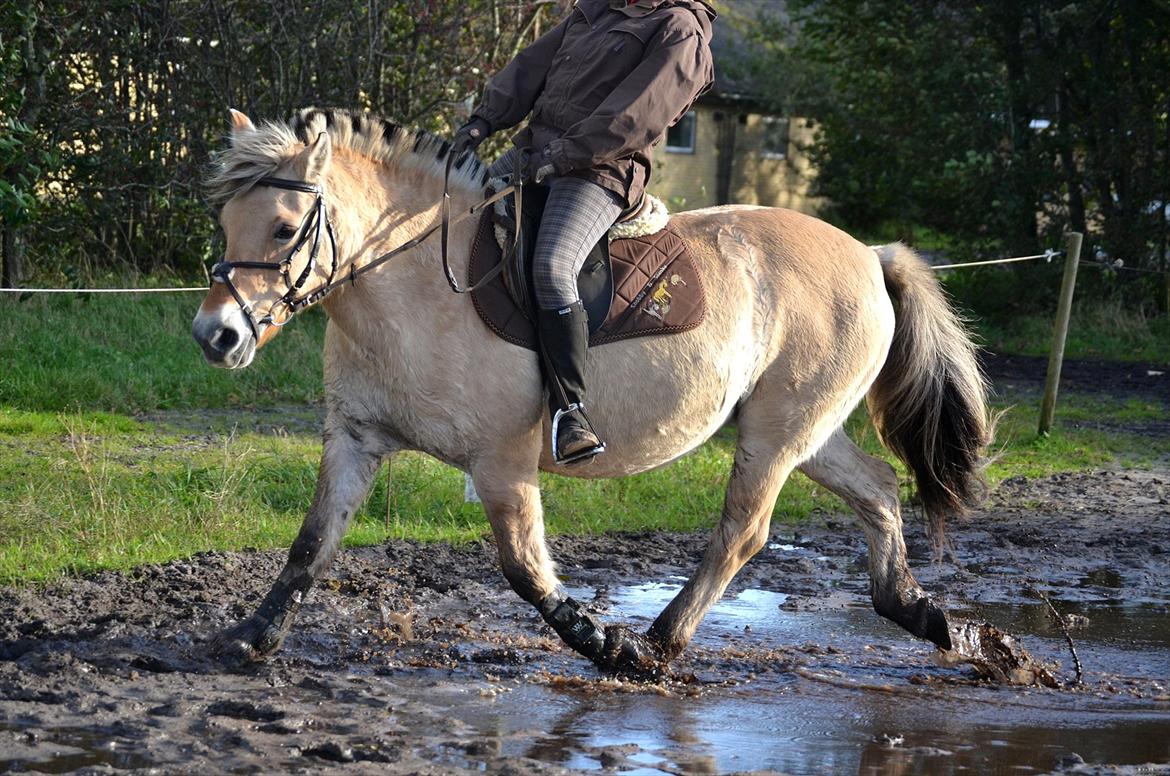 Fjordhest Sofie<33 - Trav igennem en stor farlig pony-ædende vandpyt! ;) 

FOTO: Anne-Sofie Nielsen billede 15