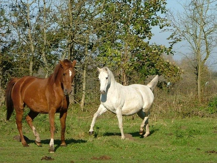 Arabisk fuldblod (OX) Faxline - rip 2016 - Okt 2011 (3 mdr til termin) billede 14