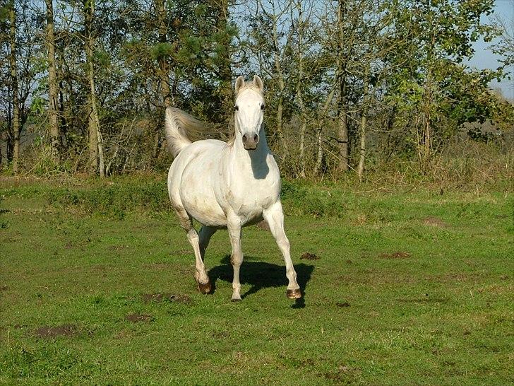 Arabisk fuldblod (OX) Faxline - rip 2016 - Okt 2011 (3 mdr til termin) billede 15