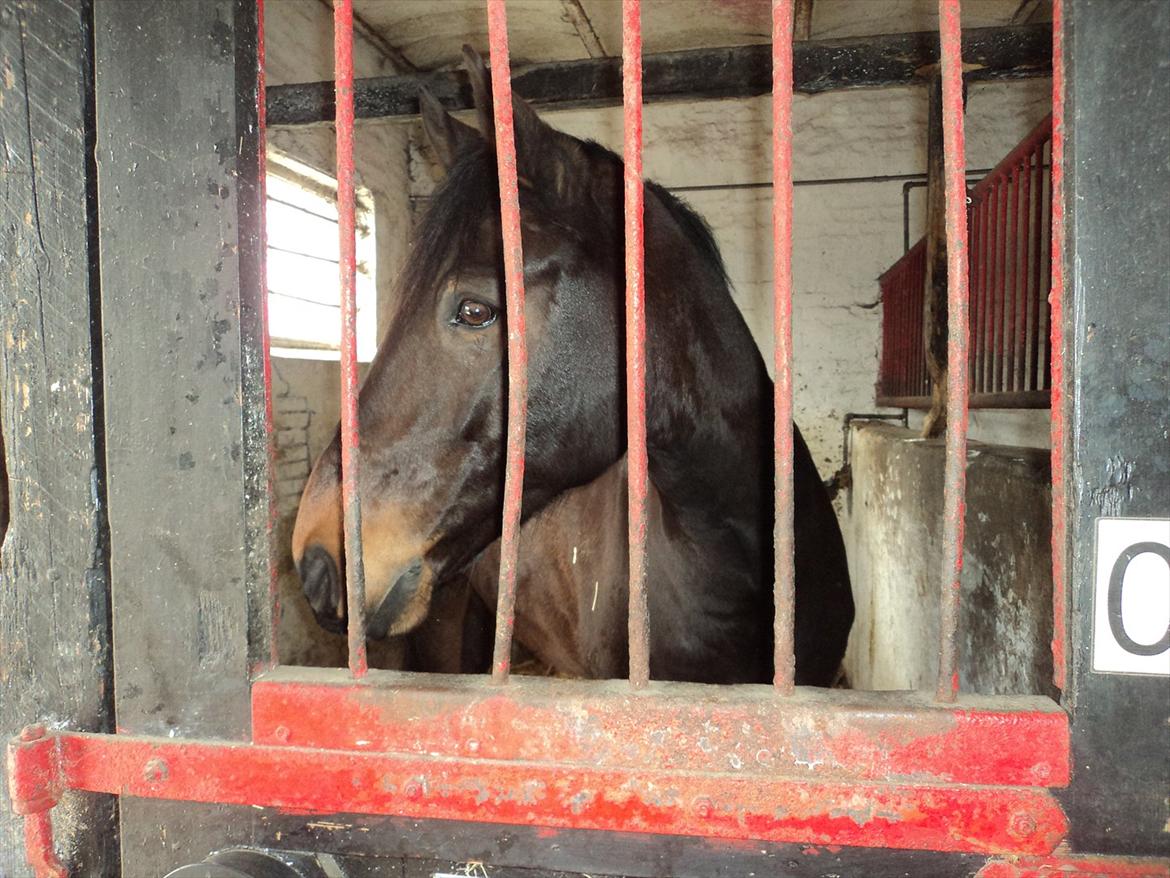 Anden særlig race Rolex - Rolex på Ladelund, foråret 2011. billede 7