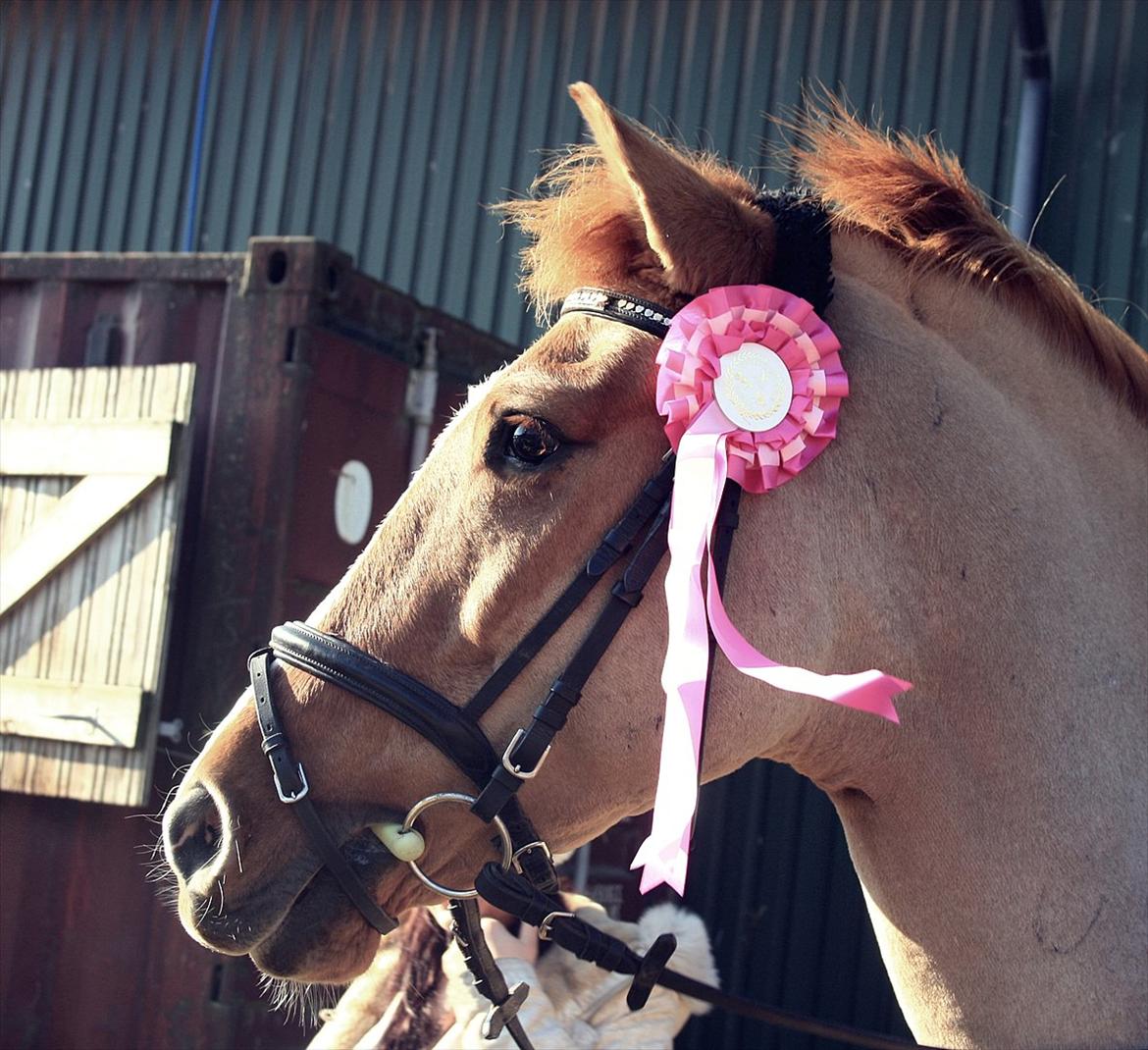 Anden særlig race Sir Thomas Ekipazas - Velkommen til Sir Thomas profil <3 billede 1