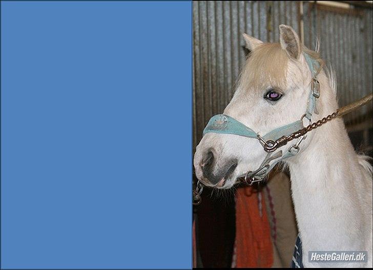 Welsh Pony (sec B) beauty - søde pony billede 7
