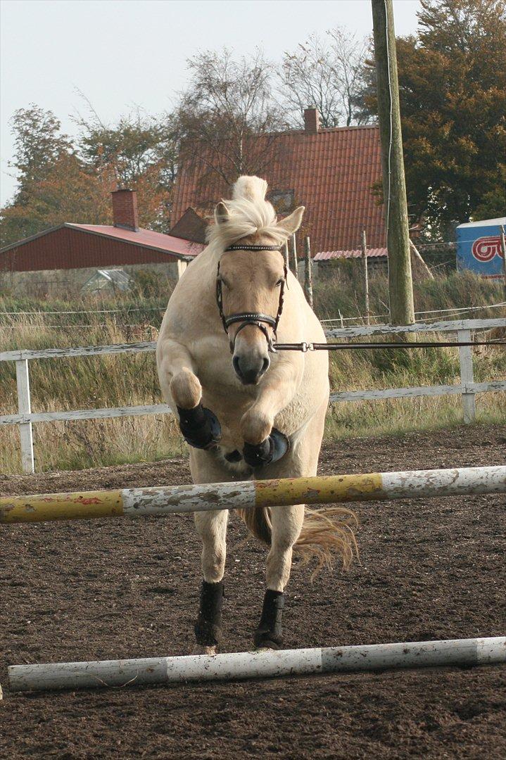 Fjordhest Odin Kaptain † R.I.P † - 22/10 2011 | Foto: Ditte billede 15