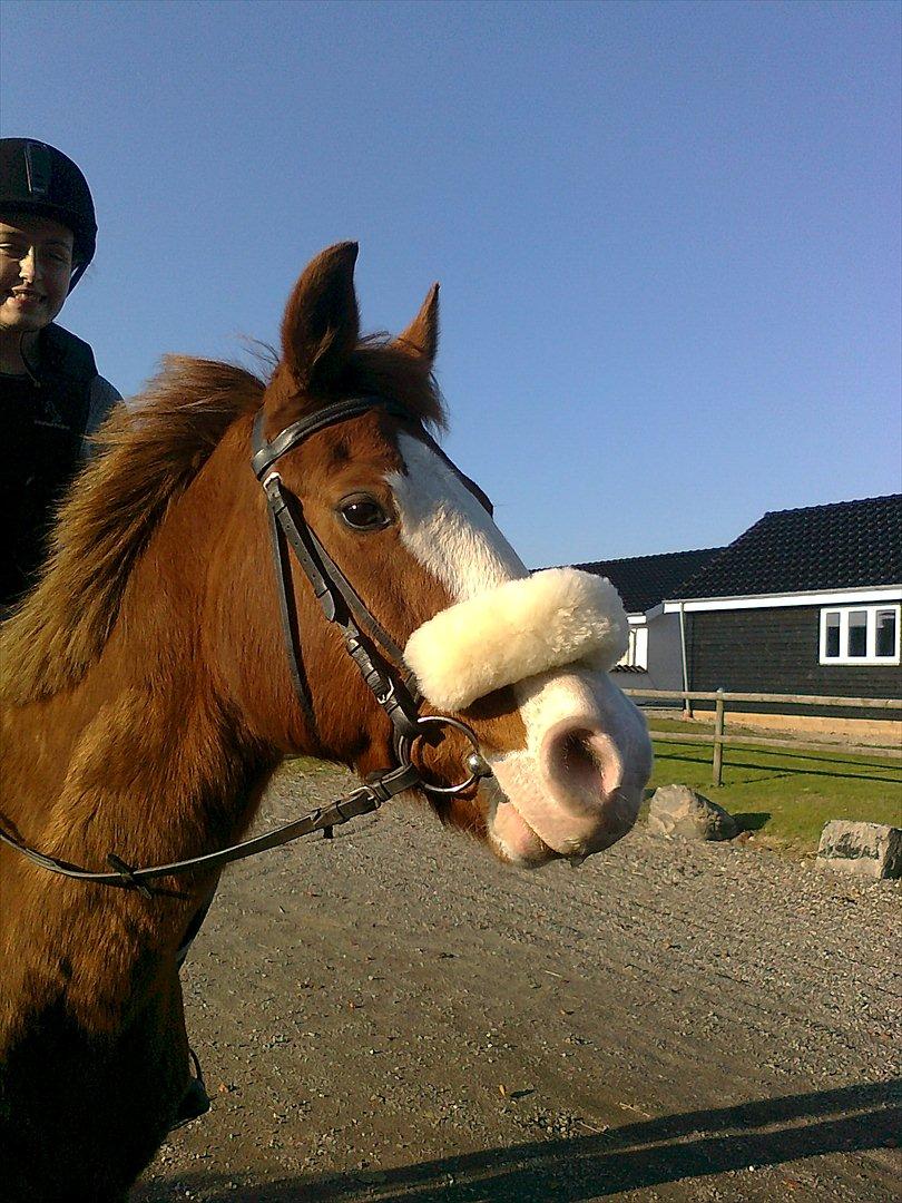 DSP Monty. <3  - Han har lige fået hans nye lammeskind på. :-) billede 6
