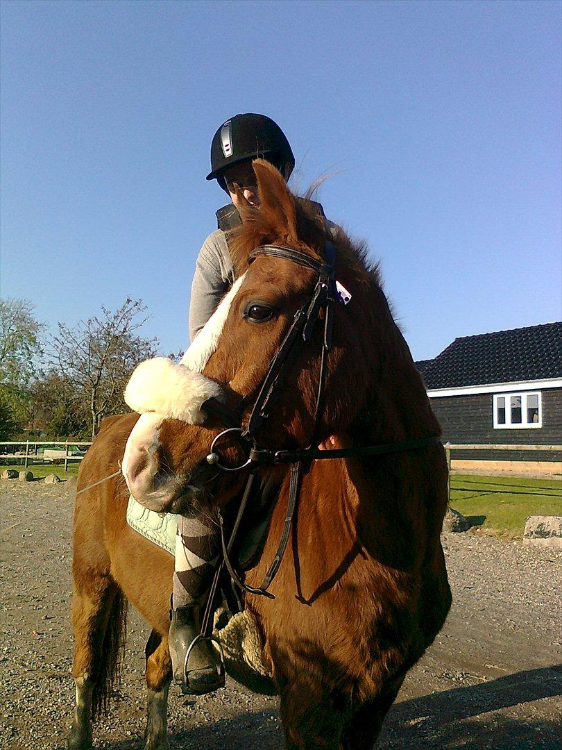 DSP Monty. <3  - Lækker pony. xDD billede 7