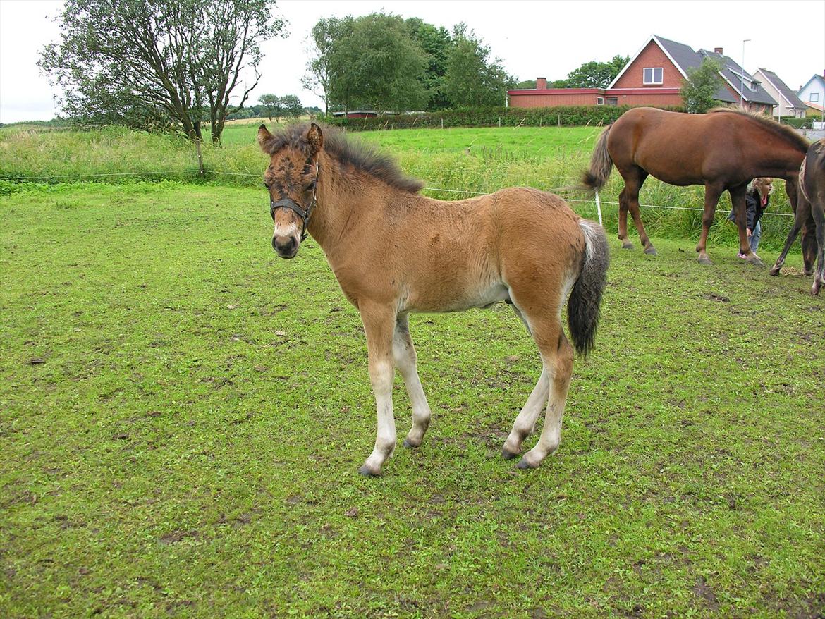 Islænder Fylkir fra Iglsø *RIP* - Fylkir ca. 2½ måned. billede 10