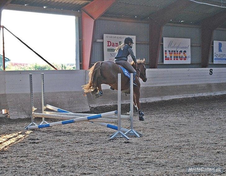 Welsh Cob (sec D) Flora <<3 - syge bagben!! billede 14