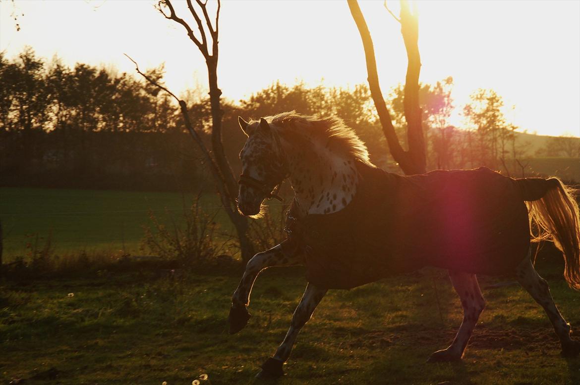 Knabstrupper Sartors Combat Warrior II billede 7