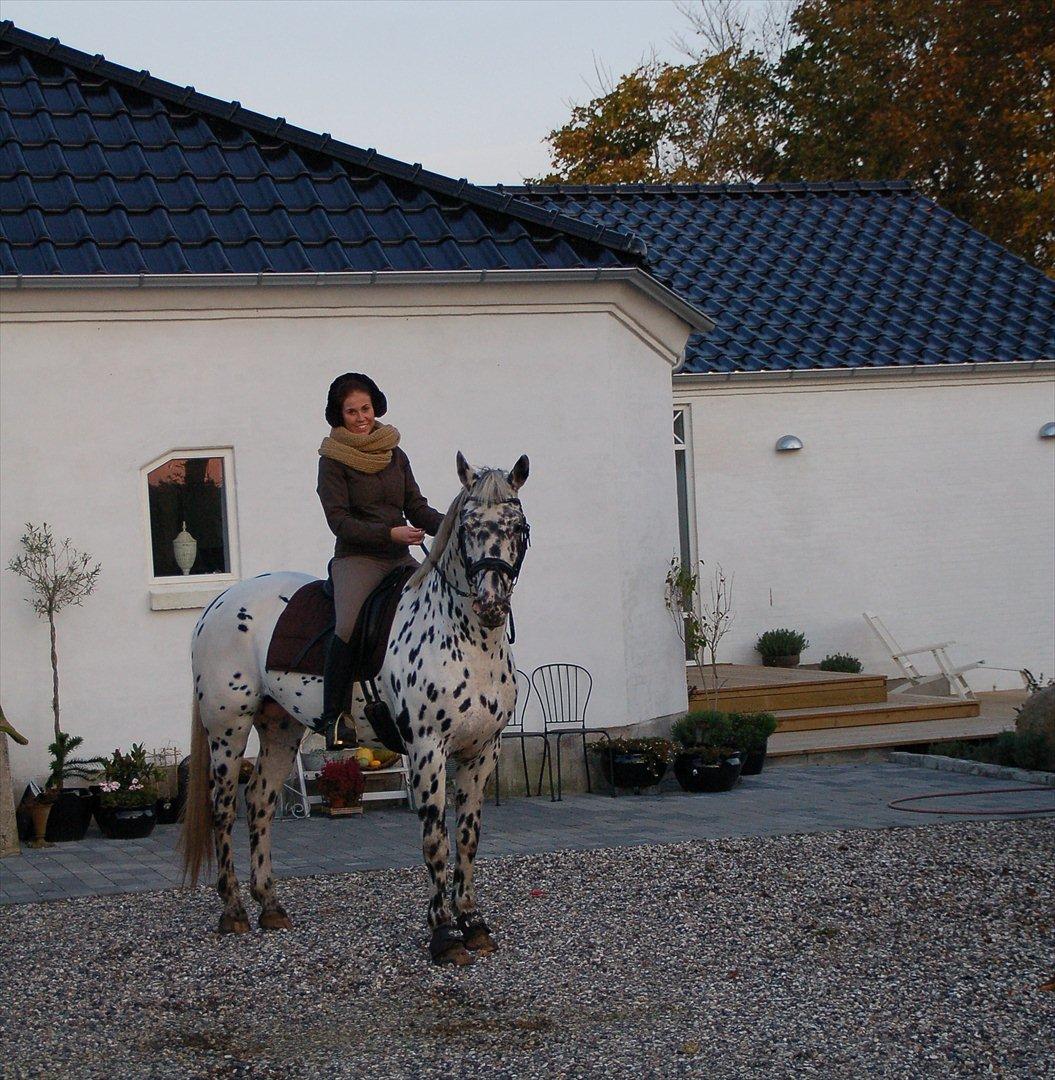 Knabstrupper Sartors Combat Warrior II - Hjemme inden en tur i skoven oktober 2011  billede 10