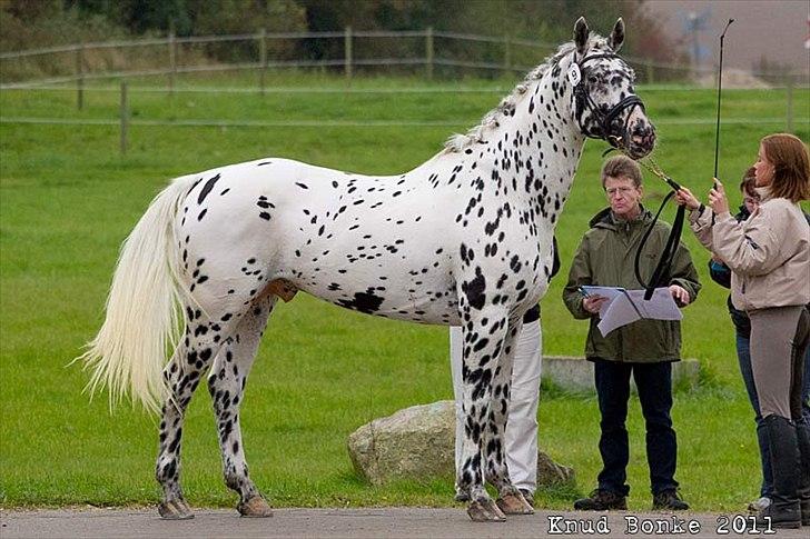 Knabstrupper Sartors Combat Warrior II billede 5