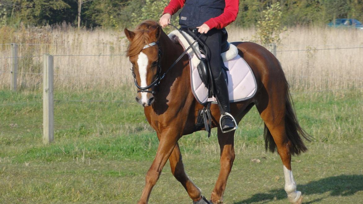 Welsh Cob (sec D) Flora <<3 billede 12