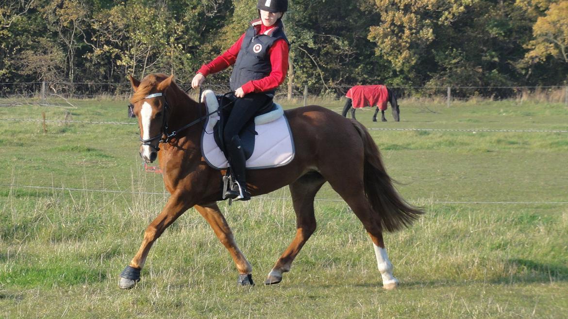 Welsh Cob (sec D) Flora <<3 billede 8