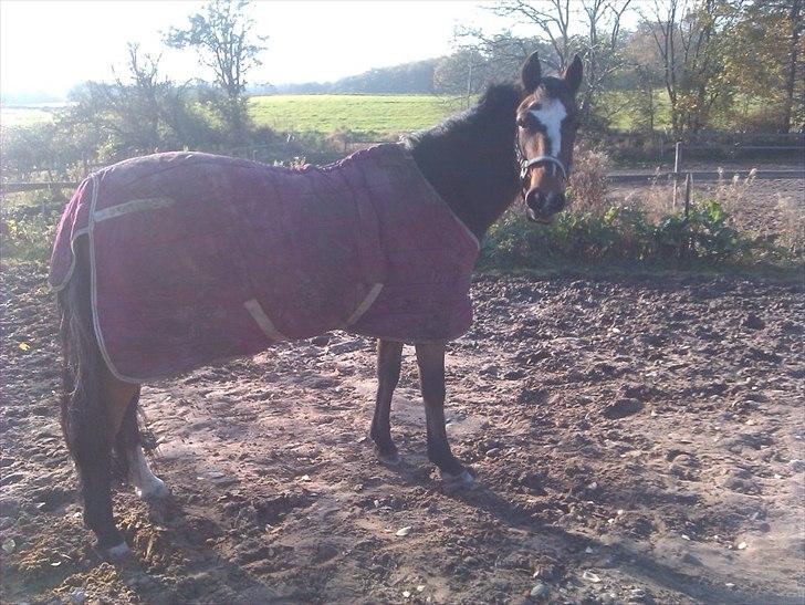 Anden særlig race Jenny Wren - Jeg tror aldrig at du vil kunne komme til at forstå hvor højt jeg elsker dig!★★ billede 15