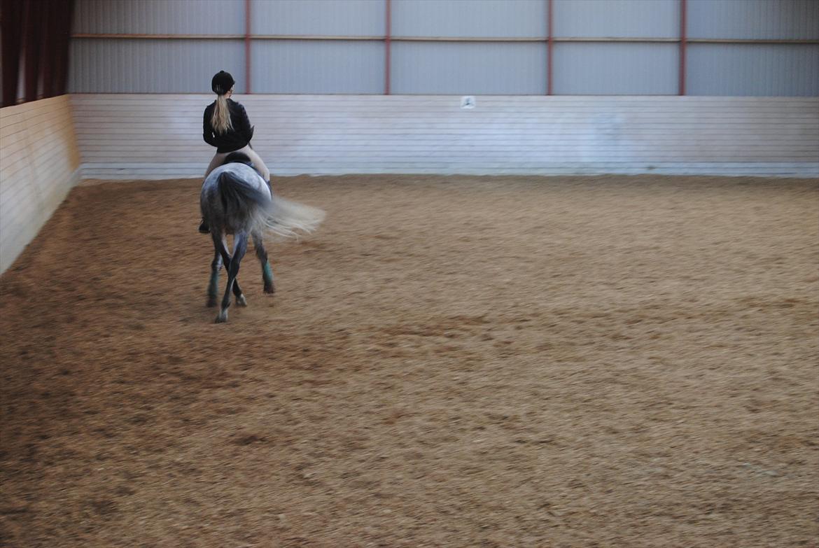 Sportsaraber (A)  Riisgaards Sassi billede 12
