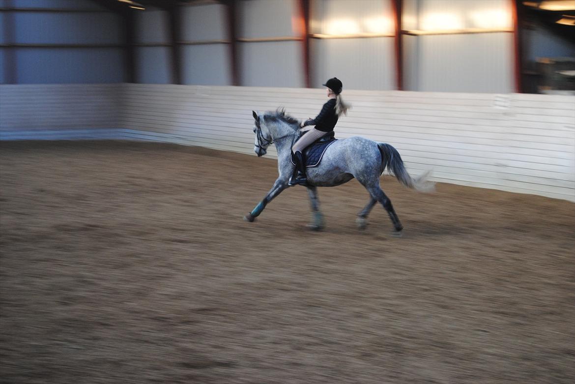 Sportsaraber (A)  Riisgaards Sassi billede 13