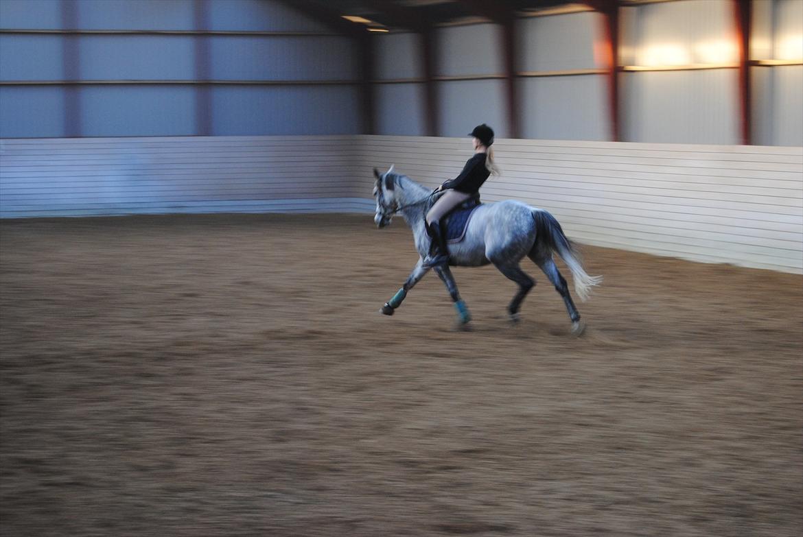 Sportsaraber (A)  Riisgaards Sassi billede 14