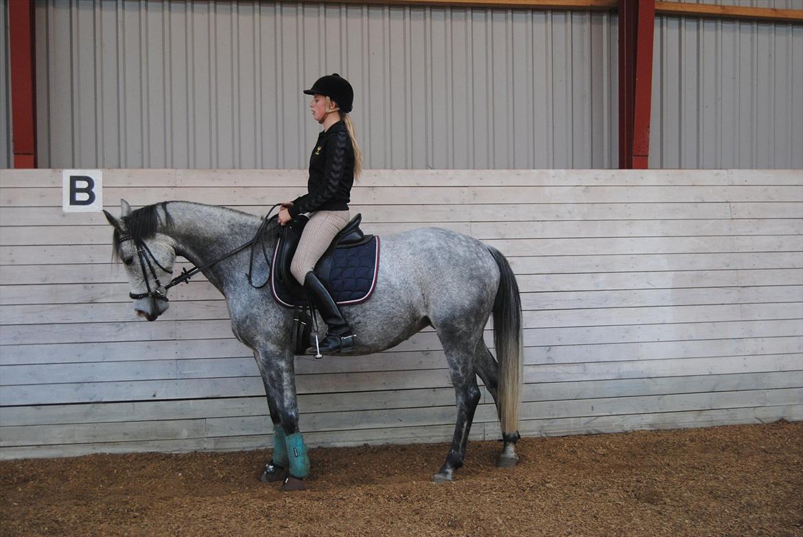 Sportsaraber (A)  Riisgaards Sassi - parade fra galop lige ved at tage det sidst skidt :D billede 16