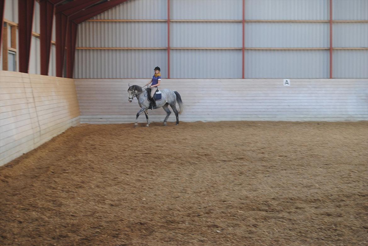 Sportsaraber (A)  Riisgaards Sassi billede 17